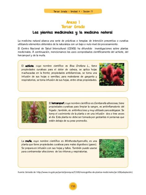 Plantas Medicinales Del Peru Para Niños De Primaria Plantă Blog