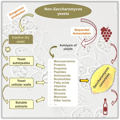 Fermentation Free Full Text Non Saccharomyces In Winemaking Source