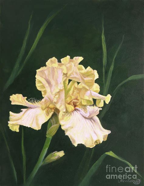 Yellow Bearded Iris Painting By Jeanne Newton Schoborg Fine Art America