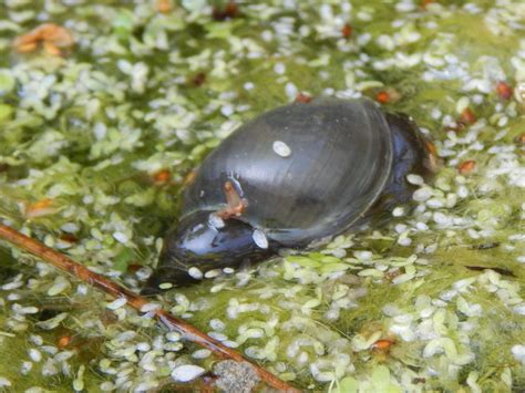 [215] Lymnaea Stagnalis Pond Snail The Species Of Britain