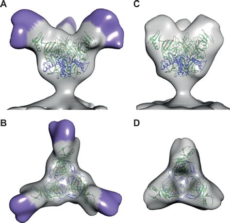 Structure Of Ebola Glycoprotein Mucin Like Domain Bartesaghi Lab