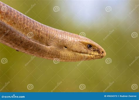 Head Of A Sheltopusik Stock Image Image Of Animal Close 49654373