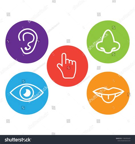 Five Senses Icon Sets Icons Representing Stock Vector Royalty Free