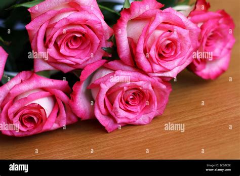 Pink Roses Lying On Table Hi Res Stock Photography And Images Alamy