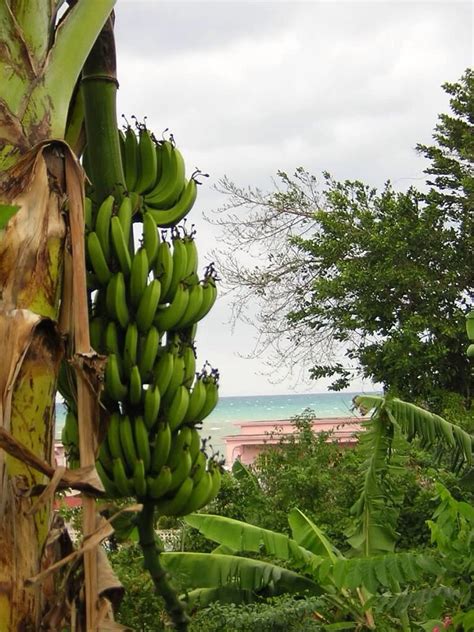 Bananas Negril Ja 🍌 Negril Jamaica Banana