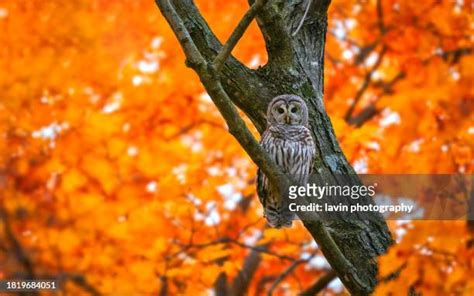 Barred Owl Photos And Premium High Res Pictures Getty Images