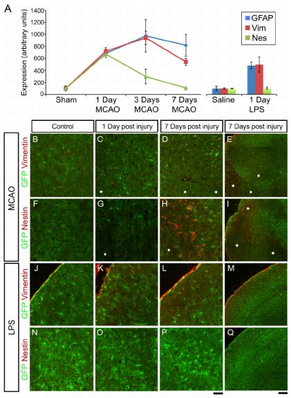 The Isolated Astrocytes Express The Classical Markers Of Reactive