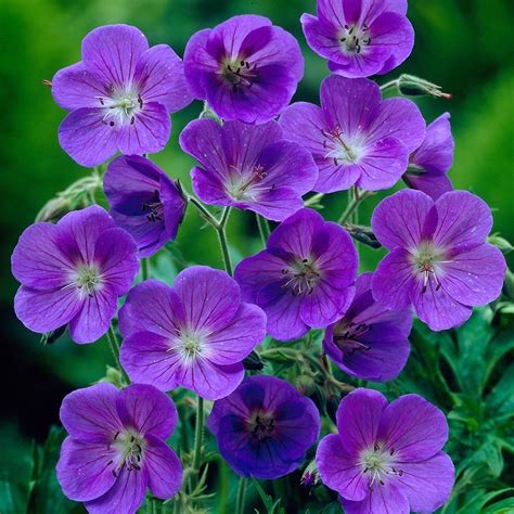 Geranium Johnsons Blue J Parker Dutch Bulbs Blue Geranium Hardy