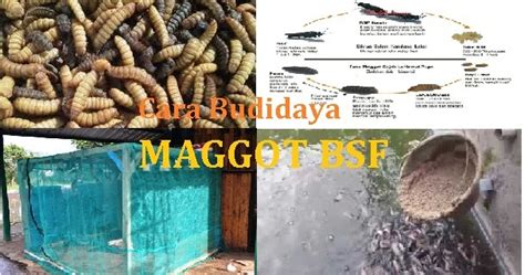 Cara Budidaya Maggot BSF Bagi Pemula BARAJA FARM