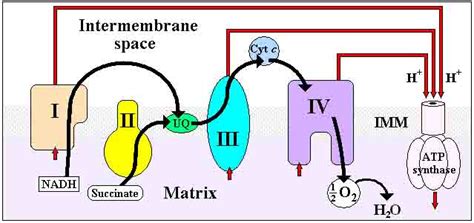 Electron Transport Chain of Cellular Respiration - Page 3