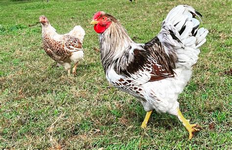 Splash Laced Red Wyandotte Breed Profile Chicken Fans