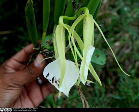 Brassavola Nodosa Tropical Biodiversity