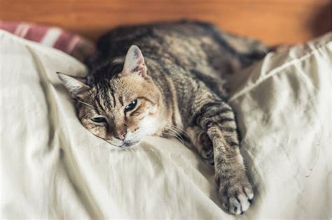 Gejala Keracunan Pada Kucing Dan Cara Menghadapinya Halaman All