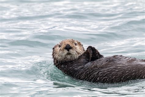 River Otter Vs Sea Otter