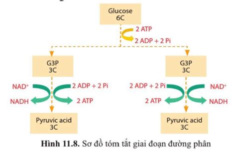 Trong I U Ki N Th C Nghi M T I U Ph N T Glucose Tr I Qua Qu