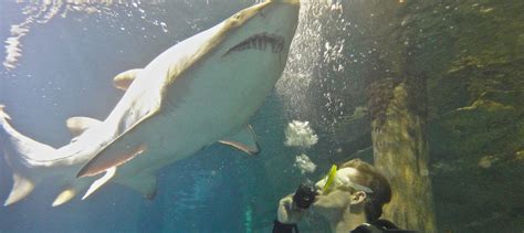 APOD members get a great deal with Shark Dive Xtreme at SEA LIFE Sydney ...