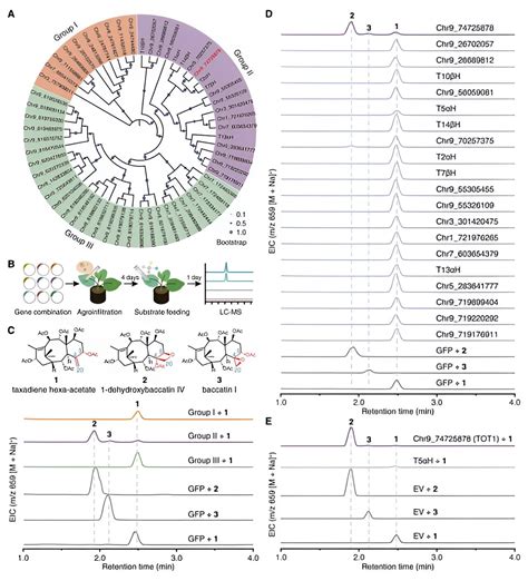 Advance in taxol biosynthesis could lead to large-scale production of ...