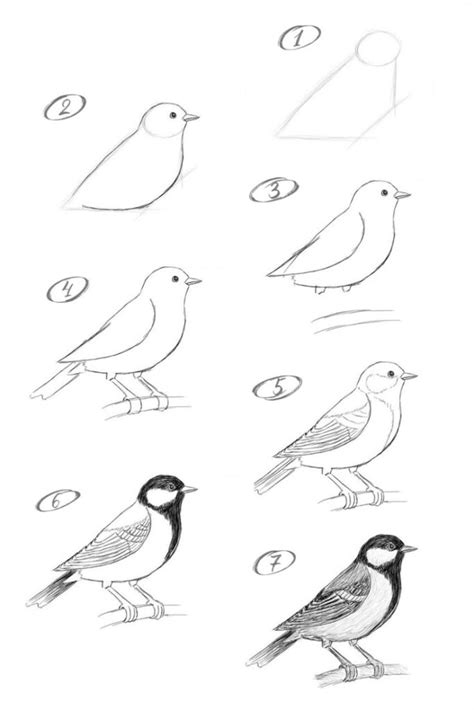 Bird Drawing: A Guide to Techniques and Styles | Sky Rye