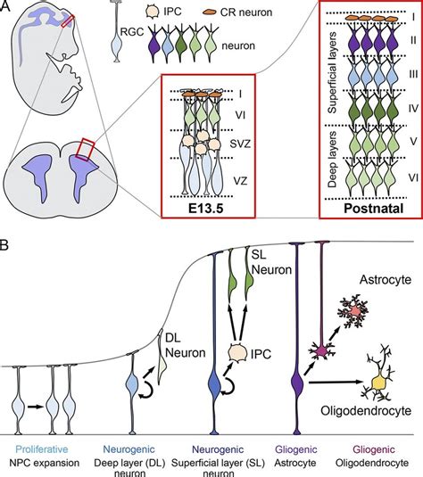 Temporal Transition Of NPC Developmental Competence During Mouse