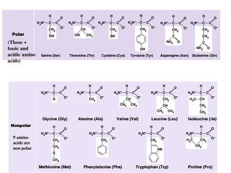 Ppt Ii Classification According To Polarity Of Side Chain R