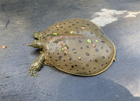 Spiny softshell turtle, found in the Illinois River. : r/herpetology