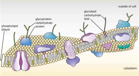 Glycoproteins In The Cell Membrane | MedicineBTG.com