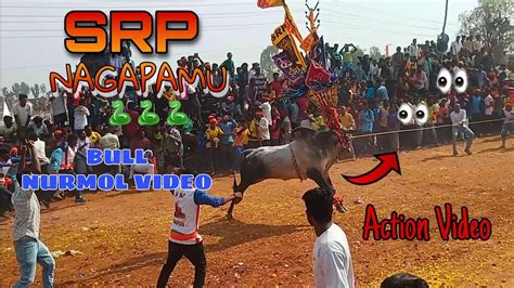 Srp Nagapamu 🐍🐍🐍bull Nurmol Video Dont Edit Video 👍👍🔥🔥😍😍 Youtube