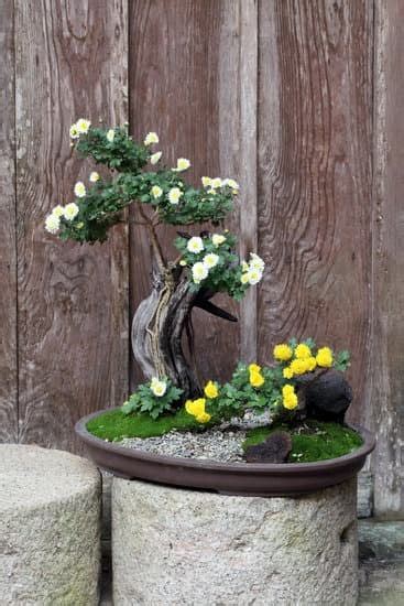 Come Fare Un Bonsai Da Talea Mondo Bonsai