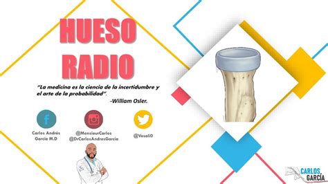 Res Menes De Hueso Radio Descarga Apuntes De Hueso Radio