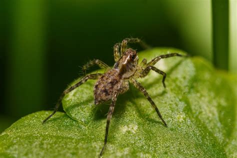 Wolf Spider Pająk Owad Darmowe Zdjęcie Na Pixabay