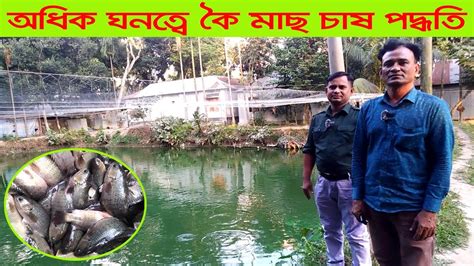 অধিক ঘনত্বে কৈ মাছ চাষ পদ্ধতি । High Density Fish Farming । Polli