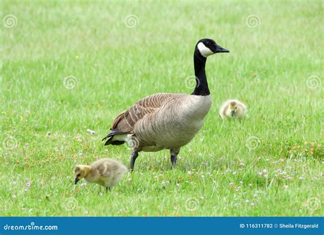 Canada Goose With Goslings In Grass Stock Photo Image Of Foraging