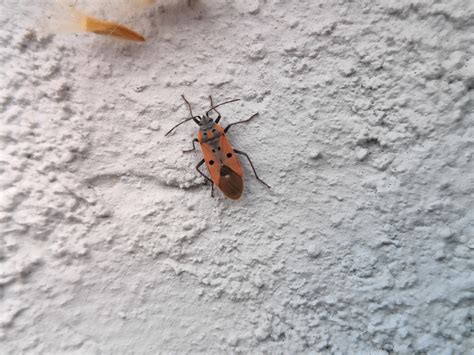 Cretan Seed Bug From Via Lucchi 63900 Fermo FM Italy On February 09