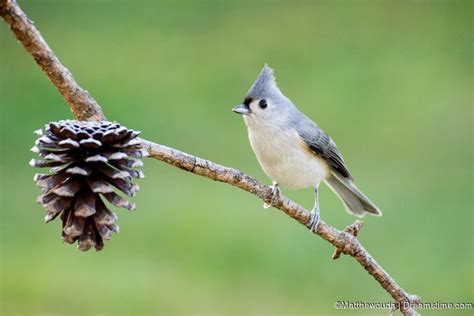 Backgrounds for Nature Photography - Dreamstime | Nature photography ...