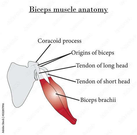 Biceps Muscle Anatomy Diagram Orogins Of Biceps Tendon Of Long Head