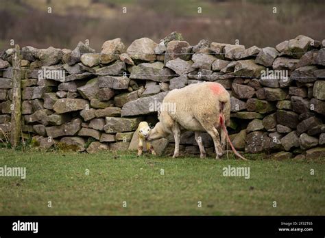 White Sheep Ewe Giving Birth Lambing Outgoors On Green Grass Field