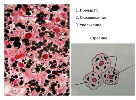 Гистология препарат 2 Diagram | Quizlet