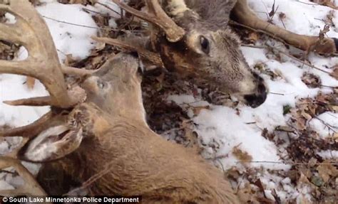 Police Tase A Deer And Saw Off One Of Antlers After It Gets Stuck To