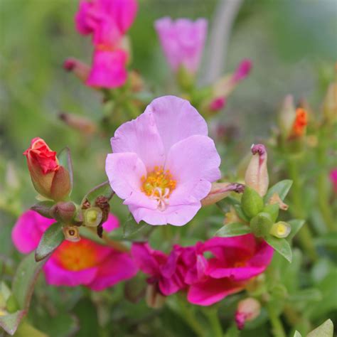 Portulaca umbraticola