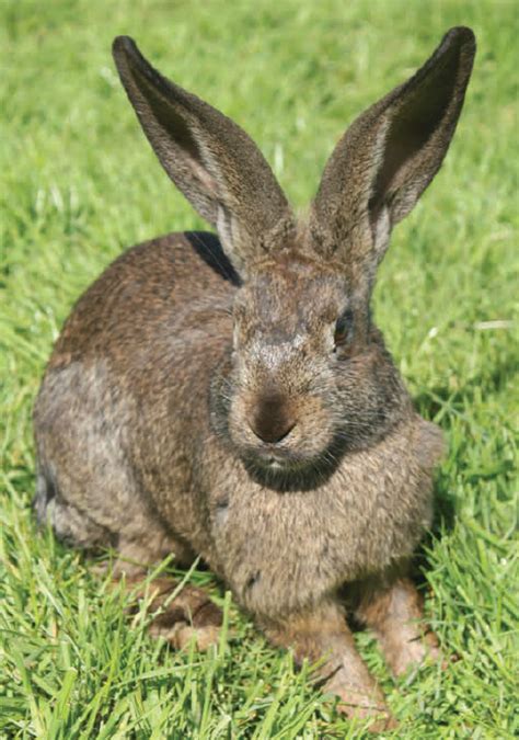 Un guide technique pour l’élevage de lapins bio - Produire Bio