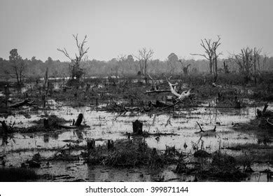 Drought Deforestation Concept Black White Ecology Stock Photo