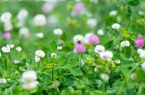 The Benefits of Planting a Clover Lawn — and How to Do It - Brightly