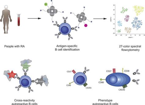 Jci Insight Autoreactive B Cells In Rheumatoid Arthritis Include