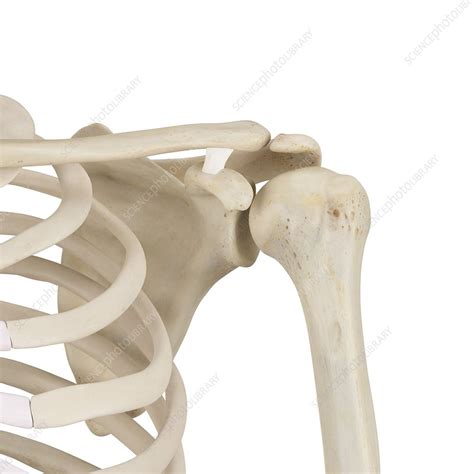 human shoulder bones illustration stock image  science