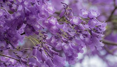 9 Beneficios Y Propiedades De La Jacaranda Plantasyflores Pro