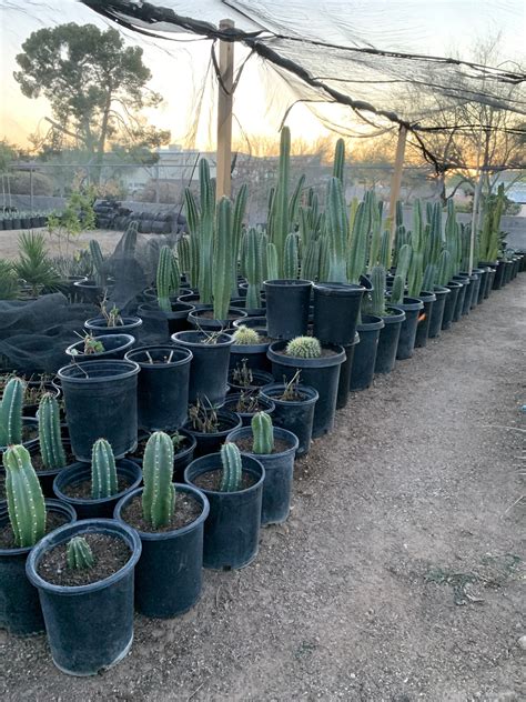 Matt’s Cactus Farm | Phoenix AZ