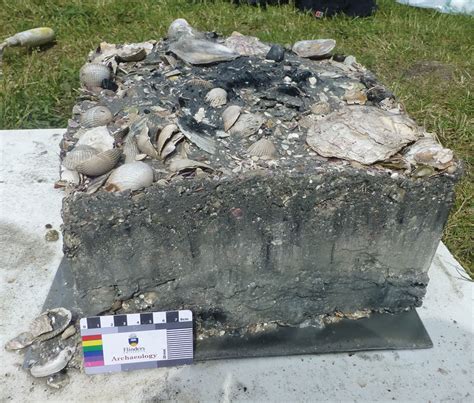 Block removal of an undisturbed section of the Hjarnø shell midden ...