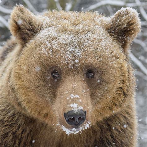 N Ra Portr Tt Fr N Brunbj Rn I Vinterskog Fotografering F R Bildbyr Er