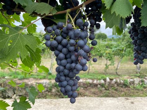 Discover The Valpolicella Wineries Lunch Amarone Focus Getyourguide