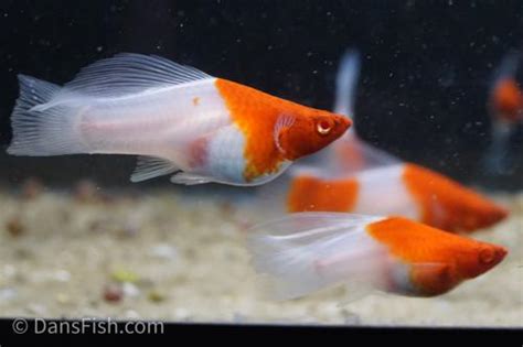 Albino Kohaku High Fin Swordtail Male Xiphophorus Hellerii Dans Fish